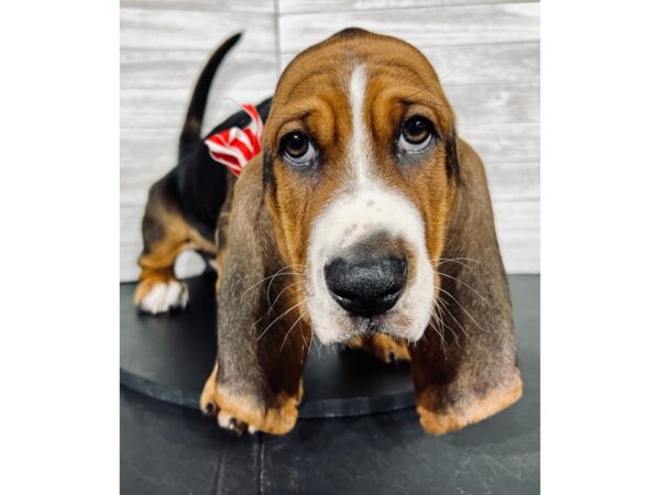Basset Hound-DOG-Male-Black White / Tan-4347-Petland Knoxville, Tennessee