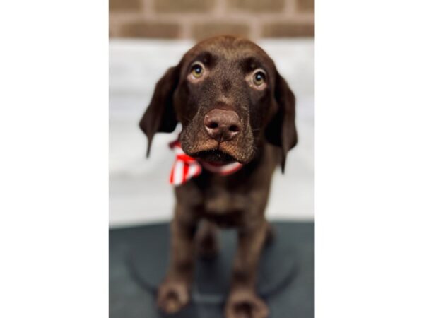 Labrador Retriever-DOG-Male-Chocolate-4351-Petland Knoxville, Tennessee