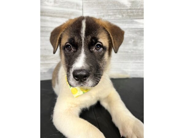 Akita-DOG-Male-brown/white-4354-Petland Knoxville, Tennessee