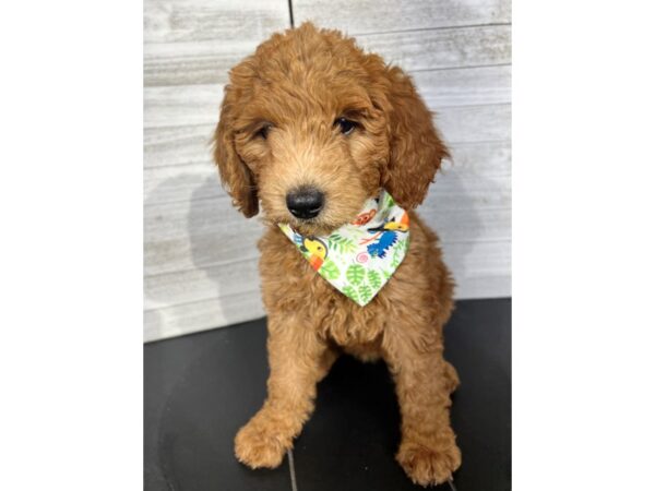 Mini Goldendoodle-DOG-Female-Red-4356-Petland Knoxville, Tennessee