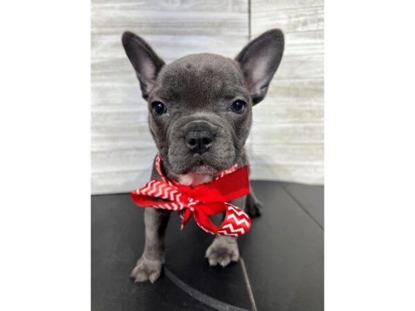 French Bulldog-DOG-Female-Blue/ White-4353-Petland Knoxville, Tennessee