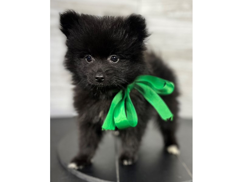 Pomeranian Puppy Black ID:4362 Located at Petland Knoxville, Tennessee