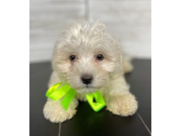 Bichon Frise-DOG-Male-White-4361-Petland Knoxville, Tennessee