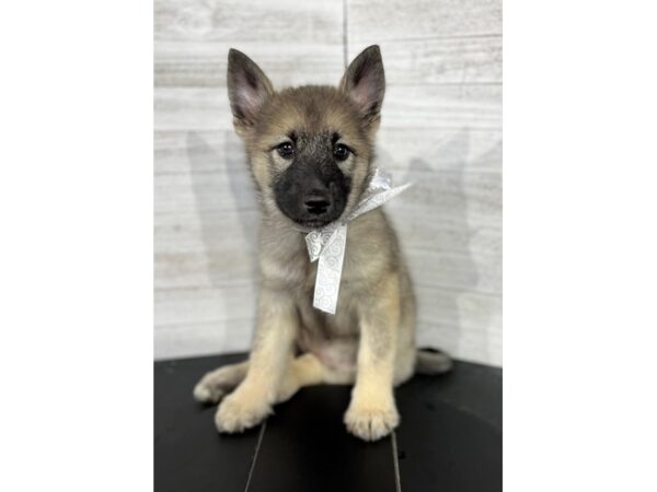 Norwegian Elkhound-DOG-Female-Black/Gray-4363-Petland Knoxville, Tennessee