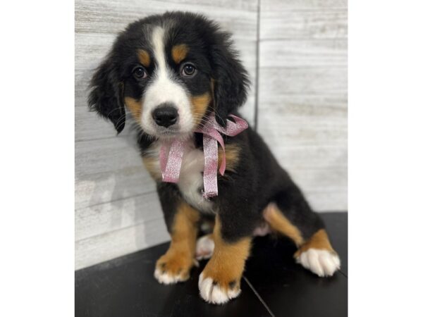 Bernese Mountain Dog-DOG-Female-Black Rust / White-4366-Petland Knoxville, Tennessee