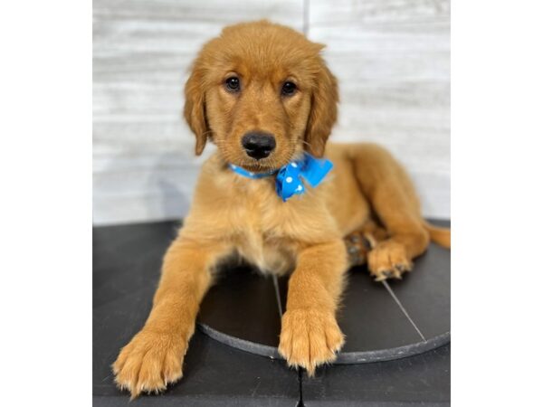 Golden Retriever-DOG-Female-Golden-4370-Petland Knoxville, Tennessee