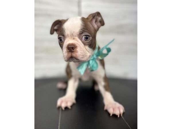 Boston Terrier-DOG-Female-Brown / White-4367-Petland Knoxville, Tennessee