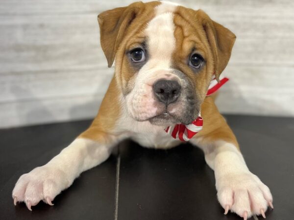 Victorian Bulldog-DOG-Male-Tan/White Markings-4364-Petland Knoxville, Tennessee
