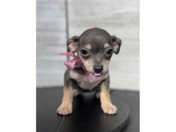 Chihuahua-DOG-Female-Blue/tan-4369-Petland Knoxville, Tennessee