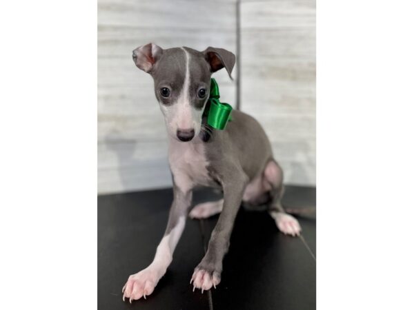 Italian Greyhound-DOG-Male-blue/white-4371-Petland Knoxville, Tennessee