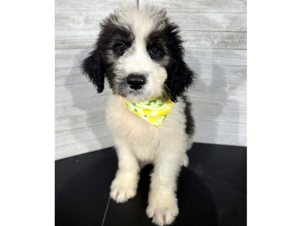 Bernardadoodle DOG Male Silver 4375 Petland Knoxville, Tennessee