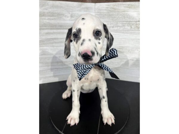 Dalmatian-DOG-Female-White / Black-4374-Petland Knoxville, Tennessee