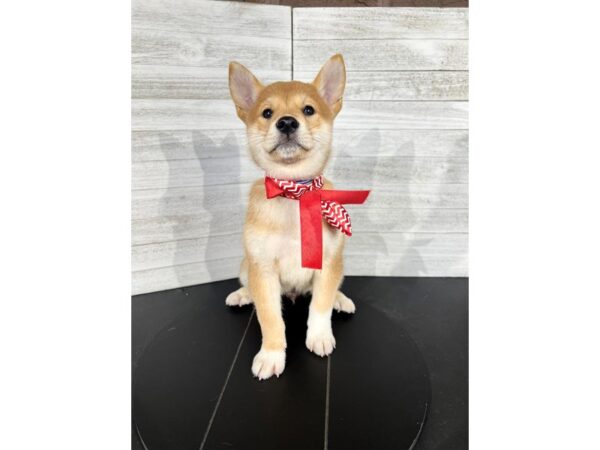 Shiba Inu-DOG-Male-Red / White-4376-Petland Knoxville, Tennessee