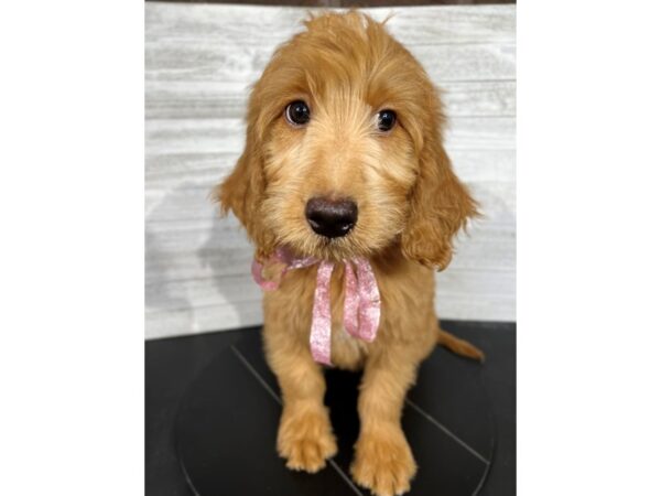 F1 Goldendoodle DOG Female Red / White 4378 Petland Knoxville, Tennessee