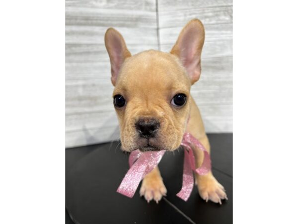 French Bulldog DOG Female Cream 4384 Petland Knoxville, Tennessee