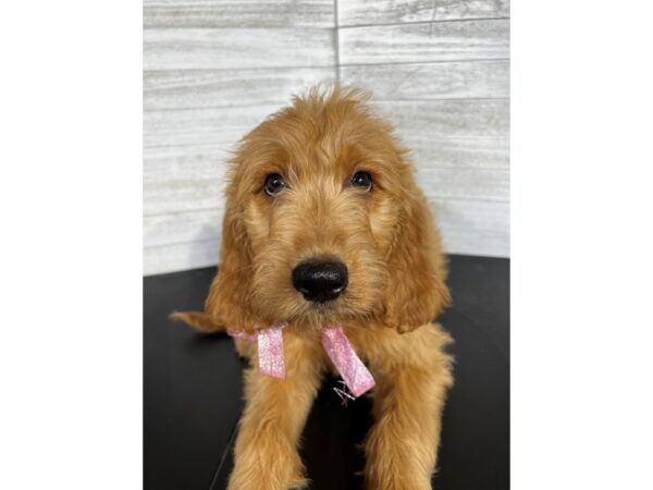 Standard Poodle-DOG-Female-Golden-4377-Petland Knoxville, Tennessee