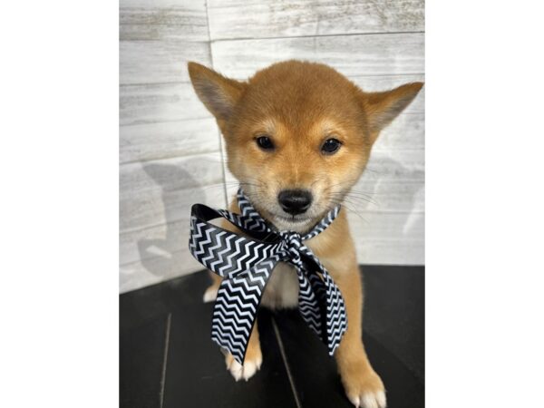 Shiba Inu-DOG-Male-Red-4385-Petland Knoxville, Tennessee