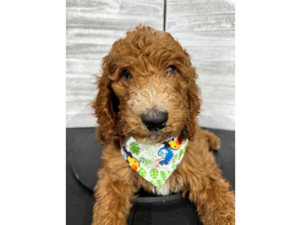 Standard Poodle DOG Male Red 4380 Petland Knoxville, Tennessee