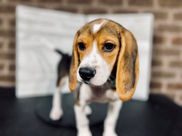 Beagle DOG Male Tri-Colored 4334 Petland Knoxville, Tennessee