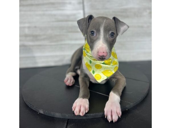 Italian Greyhound-DOG-Male-Blue / White-4398-Petland Knoxville, Tennessee