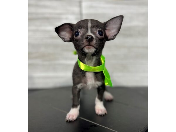Chihuahua-DOG-Male-Black-4399-Petland Knoxville, Tennessee