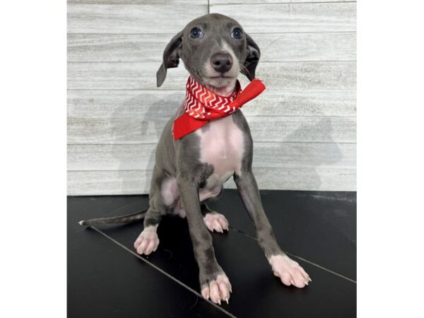 Italian Greyhound-DOG-Female-Blue / White-4397-Petland Knoxville, Tennessee
