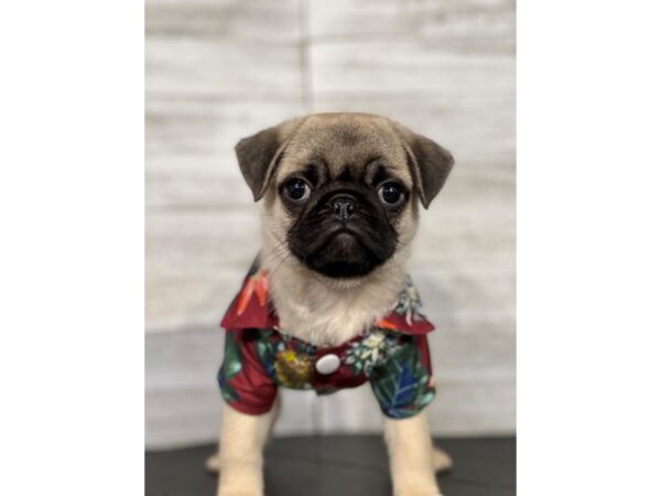 Pug-DOG-Male-Fawn-4382-Petland Knoxville, Tennessee