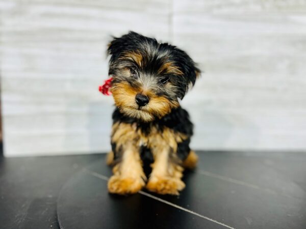 Yorkshire Terrier-DOG-Male-Black / Tan-4402-Petland Knoxville, Tennessee