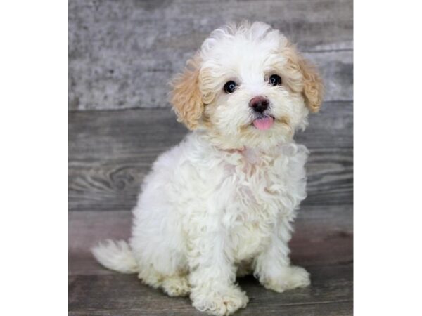 Bichapoo-DOG-Female-Apricot-4404-Petland Knoxville, Tennessee