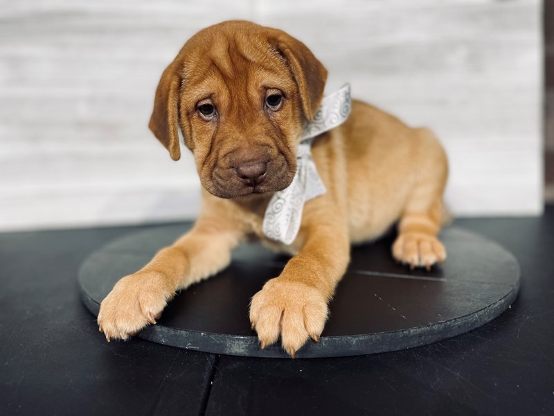 SharPei Puppies Petland Knoxville, Tennessee