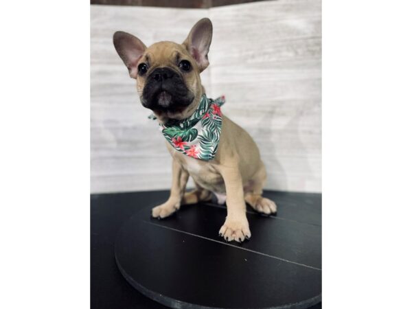 French Bulldog-DOG-Male-Fawn-4409-Petland Knoxville, Tennessee
