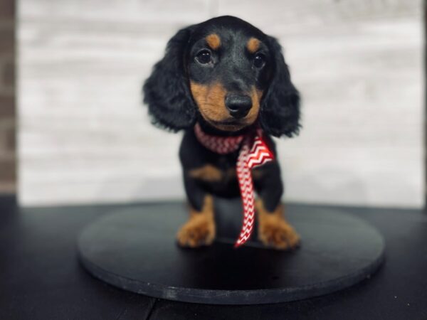 Dachshund-DOG-Male-Black / Tan-4412-Petland Knoxville, Tennessee