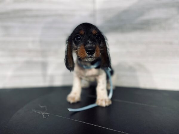 Dachshund-DOG-Male-Black / White-4414-Petland Knoxville, Tennessee