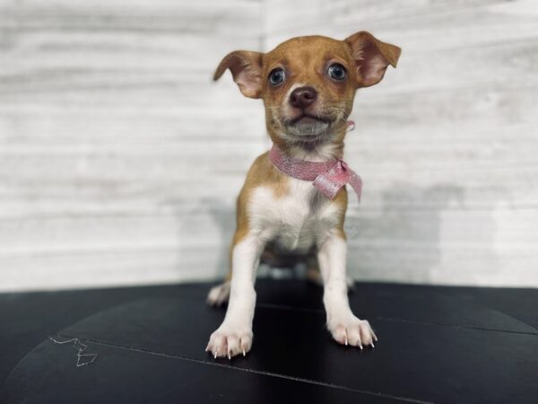 Chihuahua-DOG-Female-Brown / White-4415-Petland Knoxville, Tennessee