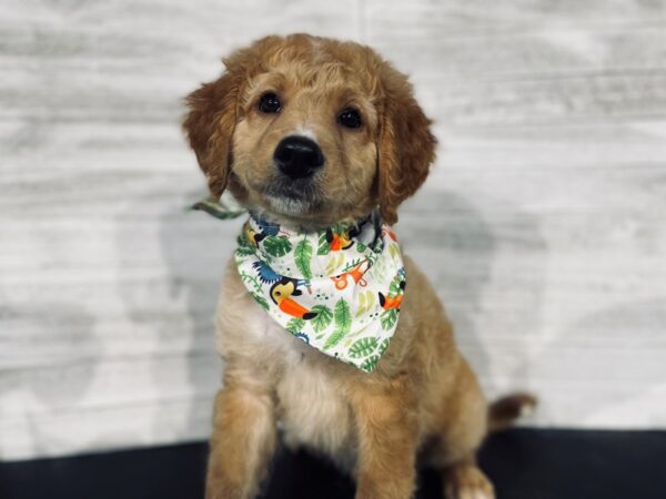Mini Bernadoodle-DOG-Female-Apricot/white-4418-Petland Knoxville, Tennessee