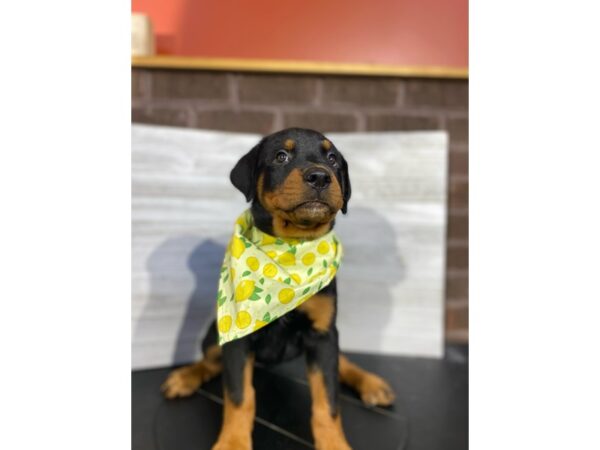 Rottweiler-DOG-Female-Black / Tan-4422-Petland Knoxville, Tennessee