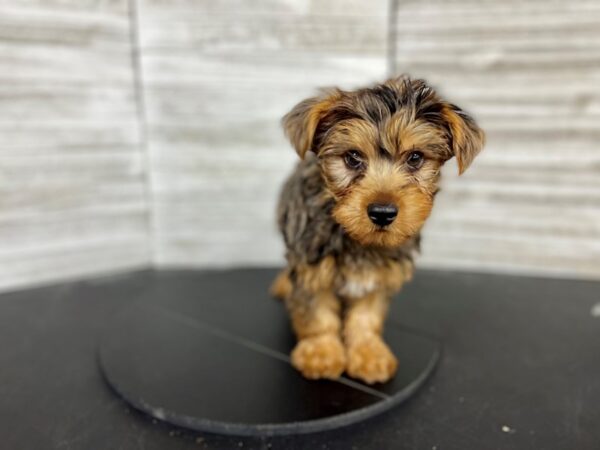 Yorkshire Terrier-DOG-Male-Merle-4426-Petland Knoxville, Tennessee