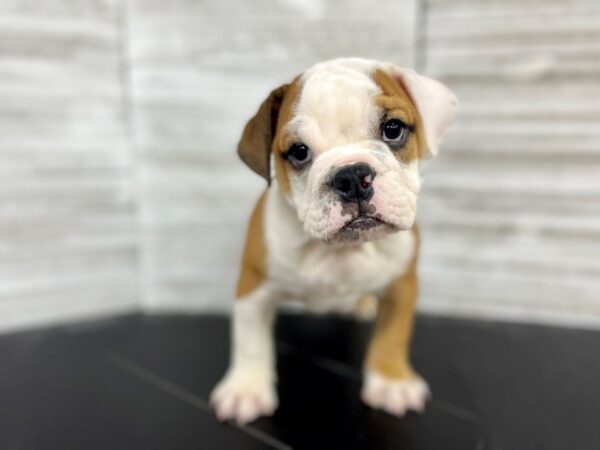 Bulldog DOG Female Red 4425 Petland Knoxville, Tennessee