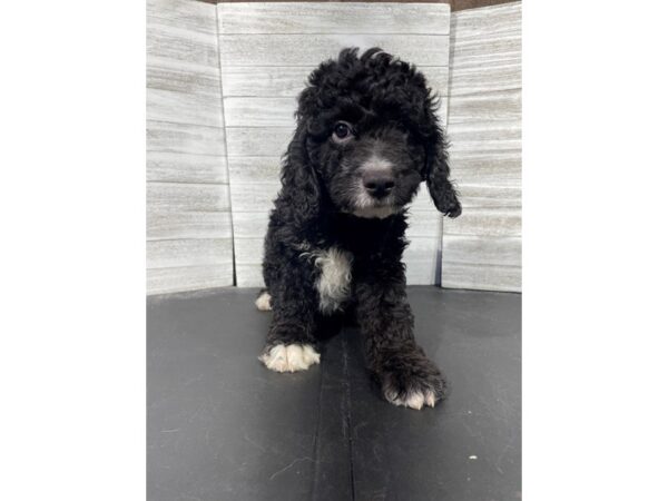 Mini Goldendoodle-DOG-Male-Black/White Markings-4432-Petland Knoxville, Tennessee