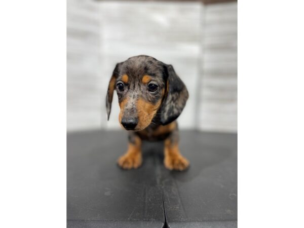 Dachshund-DOG-Male-Black / Tan-4440-Petland Knoxville, Tennessee