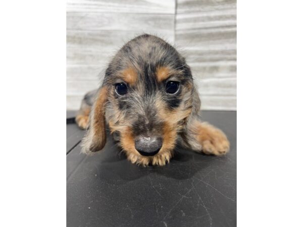 Dachshund-DOG-Male-Blue-4438-Petland Knoxville, Tennessee