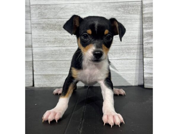Chihuahua-DOG-Male-Black-4434-Petland Knoxville, Tennessee