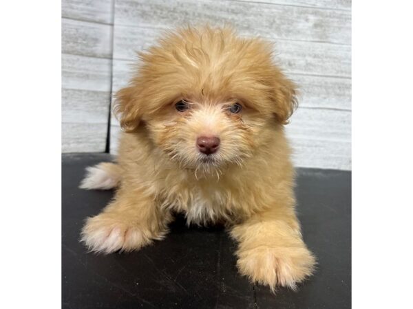Pomapoo-DOG-Female-Chocolate Sable-4428-Petland Knoxville, Tennessee