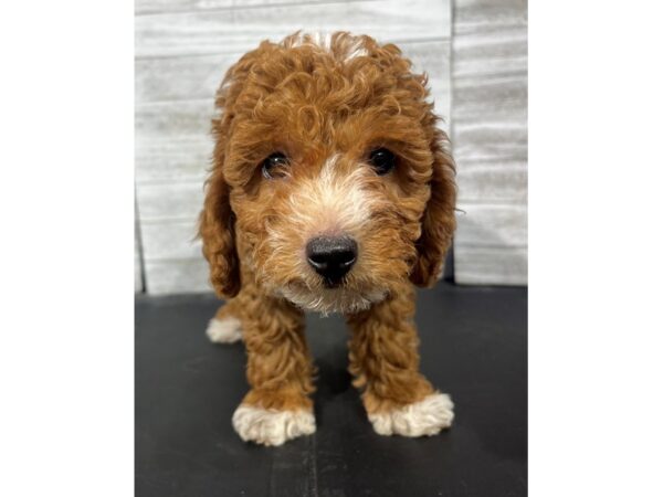 Mini Goldendoodle-DOG-Male-Red-4443-Petland Knoxville, Tennessee