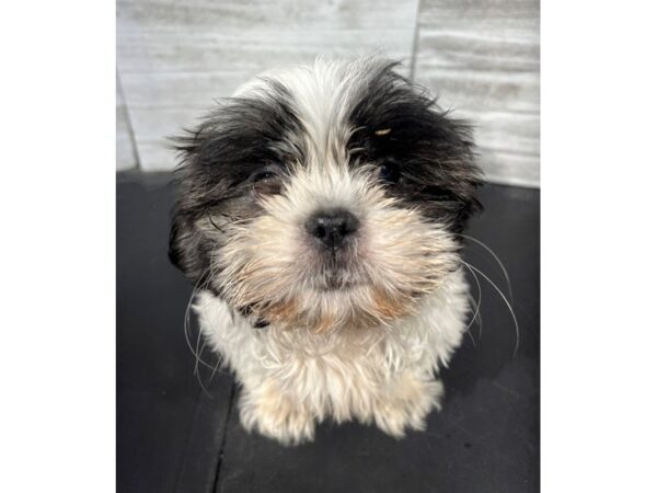 Shih Tzu-DOG-Male-Brindle / White-4431-Petland Knoxville, Tennessee