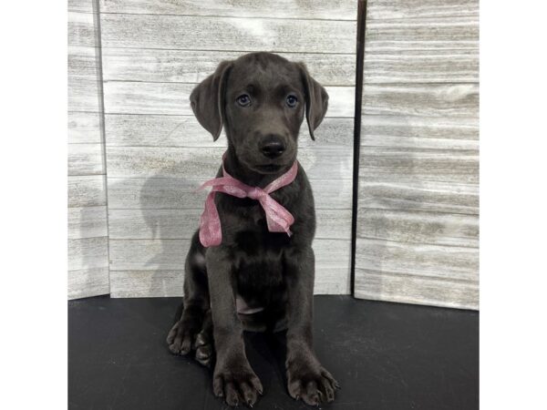 Labrador Retriever-DOG-Female-Silver-4452-Petland Knoxville, Tennessee