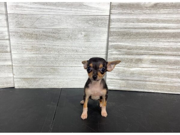 Chihuahua Rat Terrier-DOG-Female-Tri-Colored-4449-Petland Knoxville, Tennessee