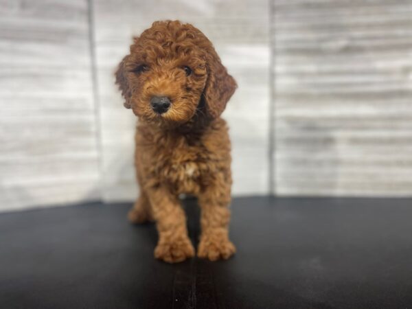 Miniature Poodle-DOG-Female-Red-4455-Petland Knoxville, Tennessee