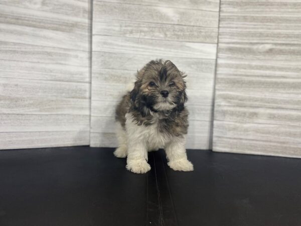 Havanese-DOG-Male-white/black/tan-4451-Petland Knoxville, Tennessee