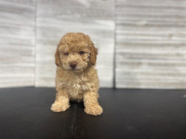 Toy Poodle-DOG-Male-Apricot-4454-Petland Knoxville, Tennessee